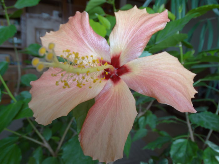 DSC01101 - Hibiscus