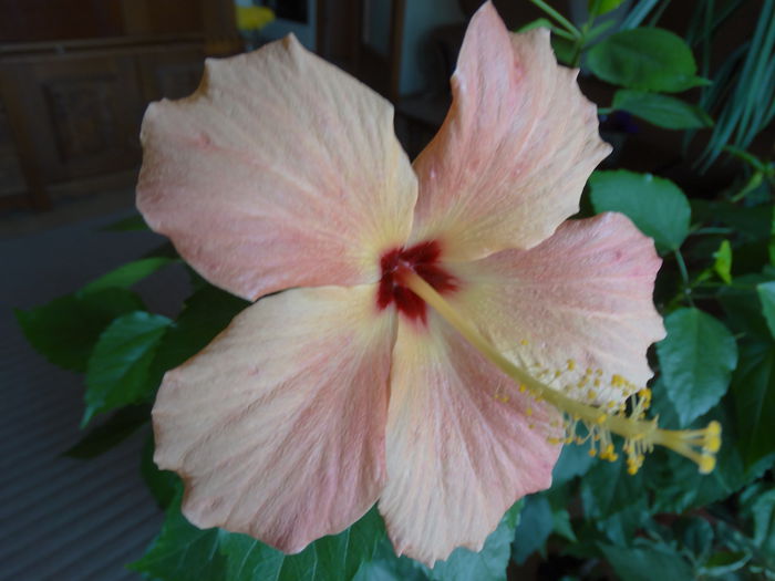 DSC01105 - Hibiscus