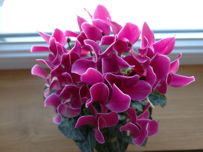 DSC01111 - Cyclamen