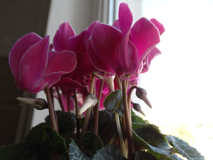 DSC01115 - Cyclamen