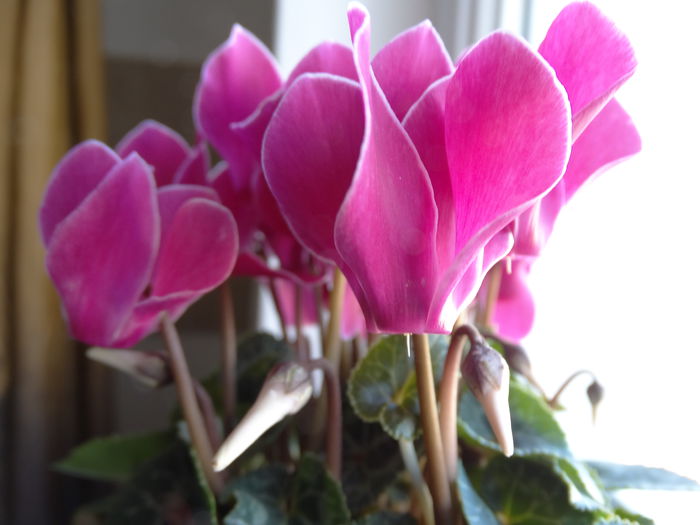 DSC01117 - Cyclamen