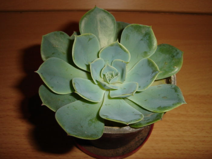 echeveria secunda; echeveria
