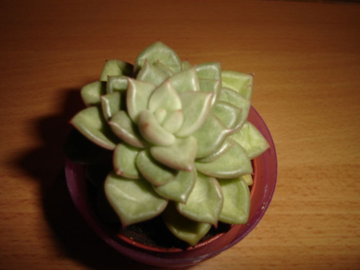 echeveria prolifica