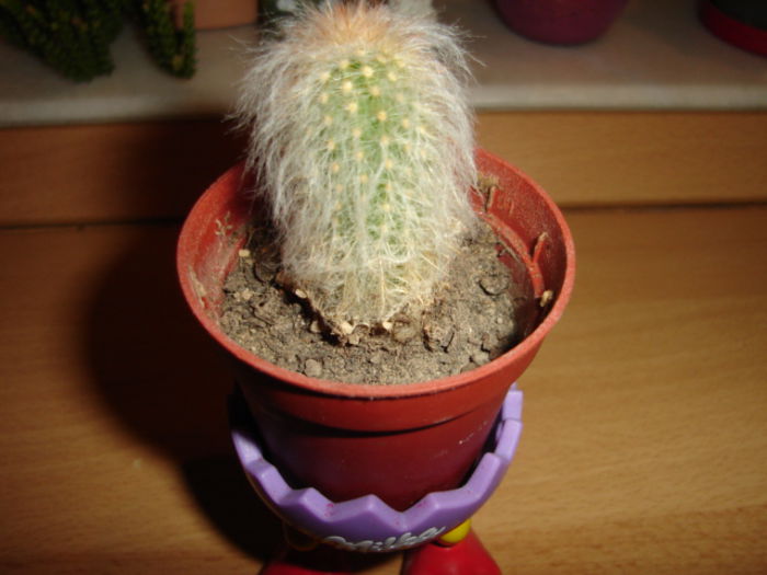 006; Espostoa lanata
