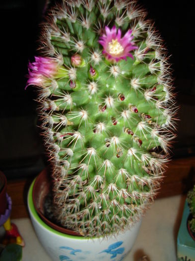 007 - cactusi si suculente