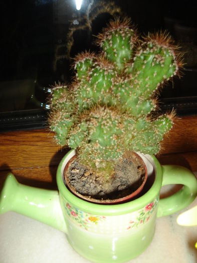 Cereus monstrose - cactusi si suculente