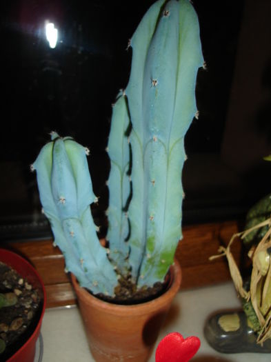 012; myrtillocactus geometrizans
