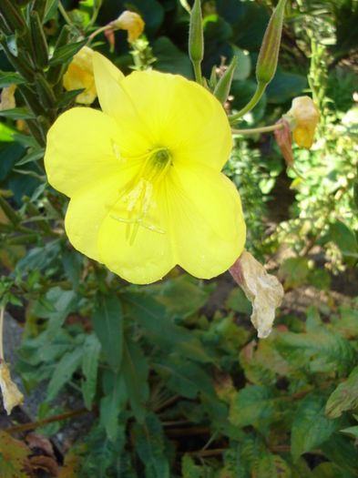 Oenothera biennis (luminita noptii) - flori de gradina