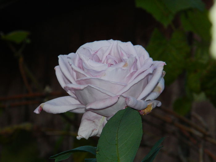 DSCN1332 - OCTOMBRIE_2014