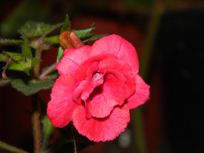 DSCN1342 - OCTOMBRIE_2014