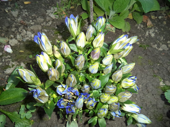 GENTIANA