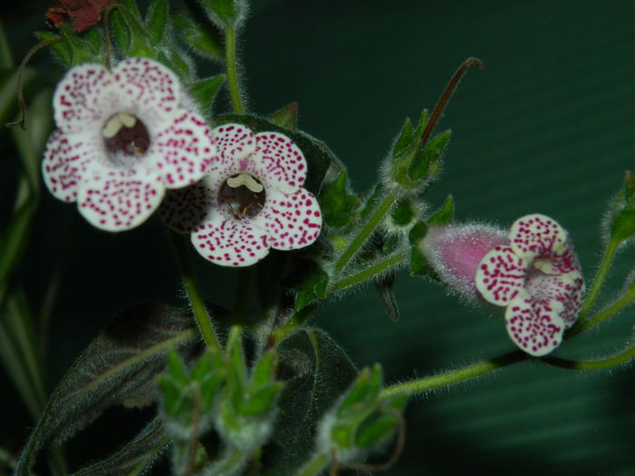 DSCN1357 - OCTOMBRIE_2014
