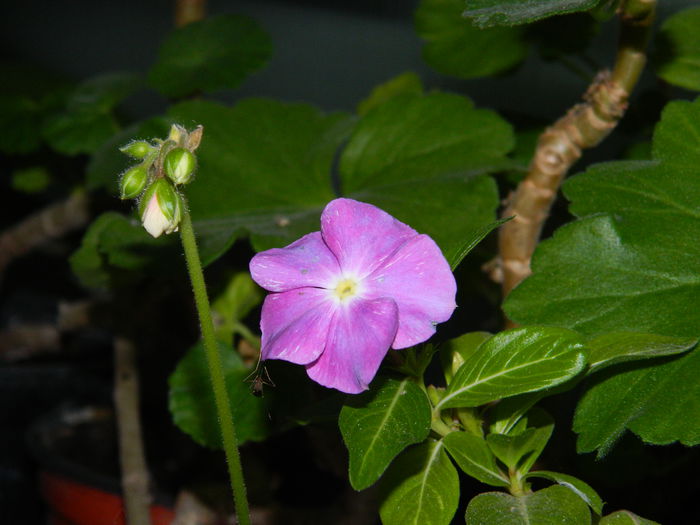 DSCN1360 - OCTOMBRIE_2014