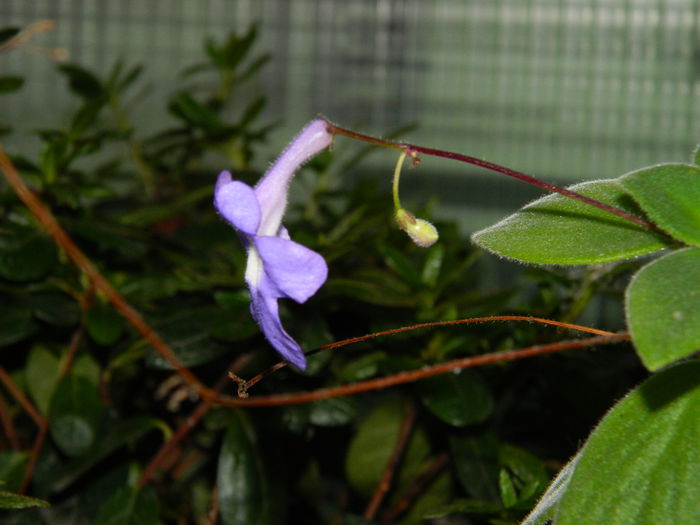 DSCN1393 - OCTOMBRIE_2014