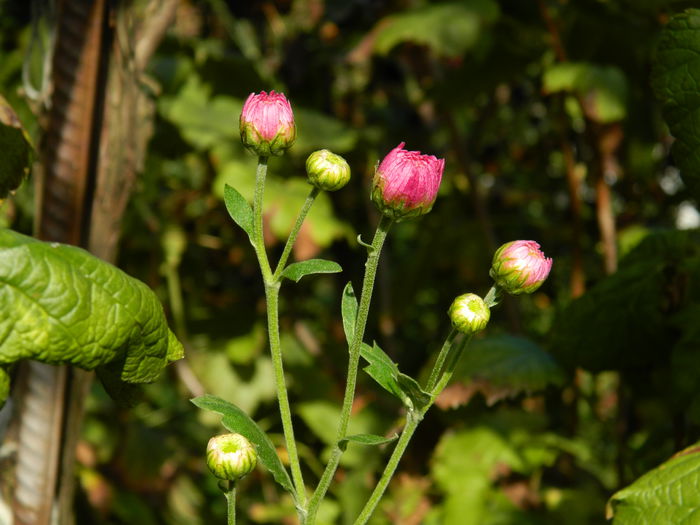 DSCN1407 - OCTOMBRIE_2014