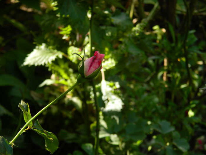 DSCN1422 - OCTOMBRIE_2014