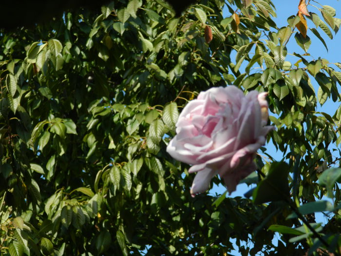 DSCN1429 - OCTOMBRIE_2014