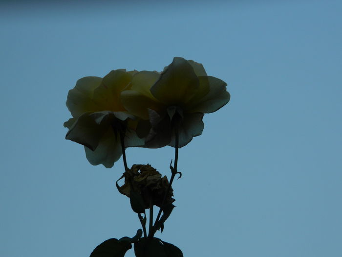 DSCN1458