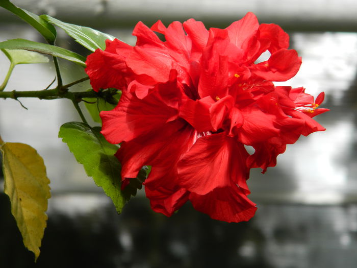 DSCN1464