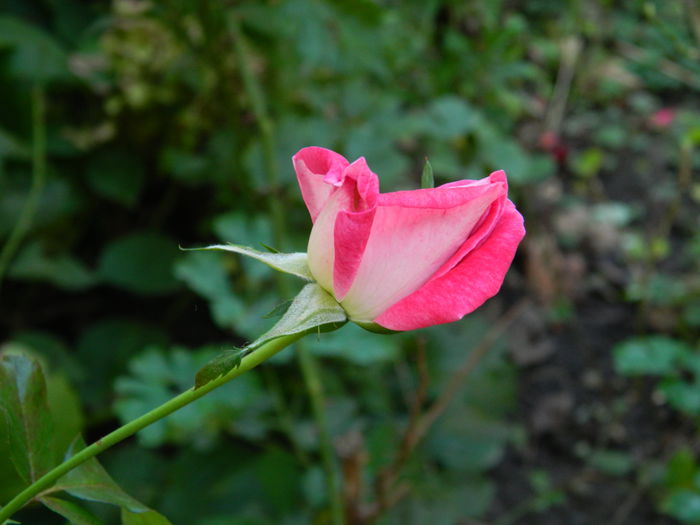 DSCN1485