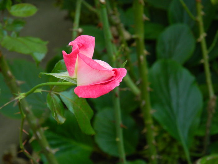 DSCN1486