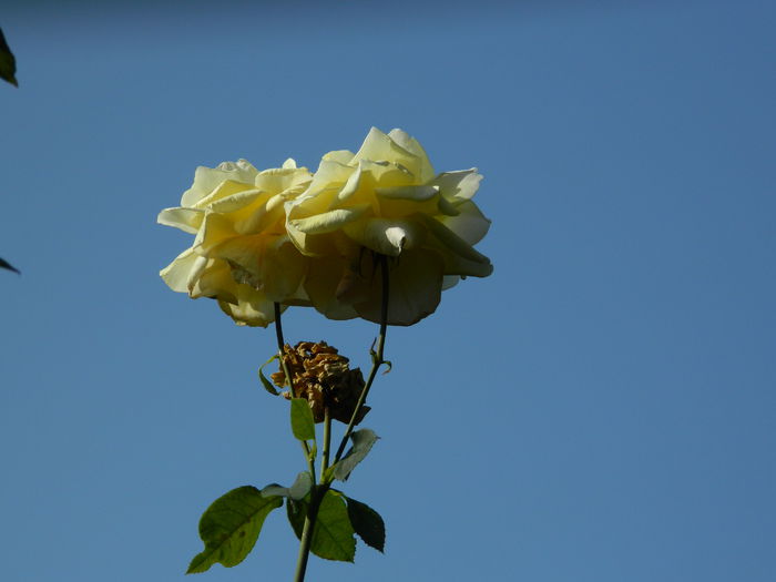 DSCN1488