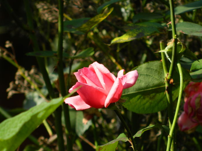 DSCN1489