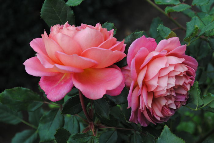 Jubilee Celebration,16 oct - Trandafiri si clematite III