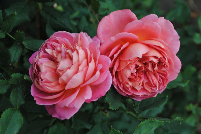 Jubilee Celebration - Trandafiri si clematite III