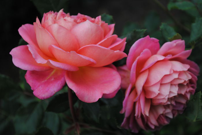 Jubilee Celebration - Trandafiri si clematite III
