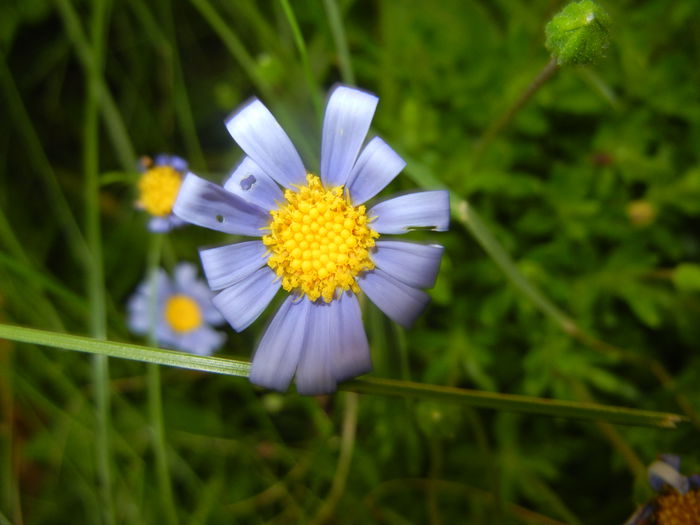 Felicia amelloides (2014, May 27)