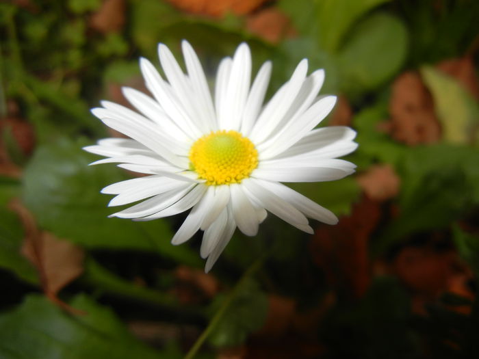 Bellis perennis (2014, October 17) - BELLIS Perennis