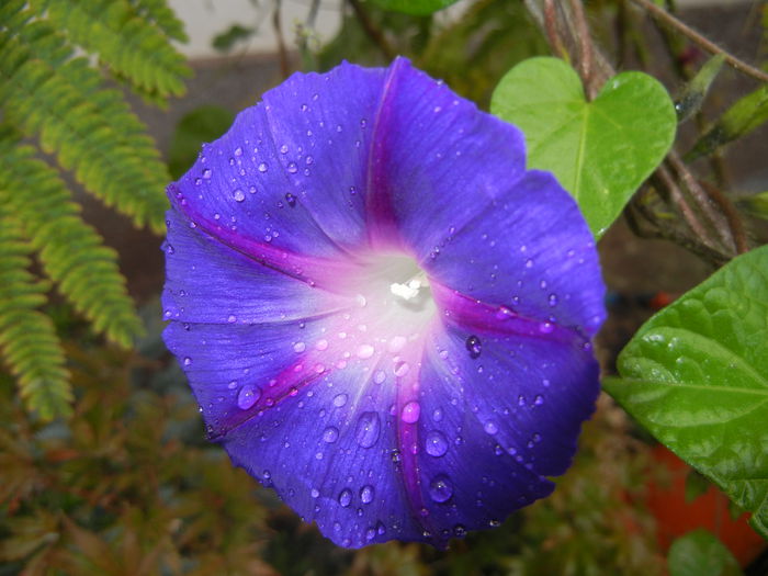 Morning Glory_Ipomoea (2014, Oct.18)