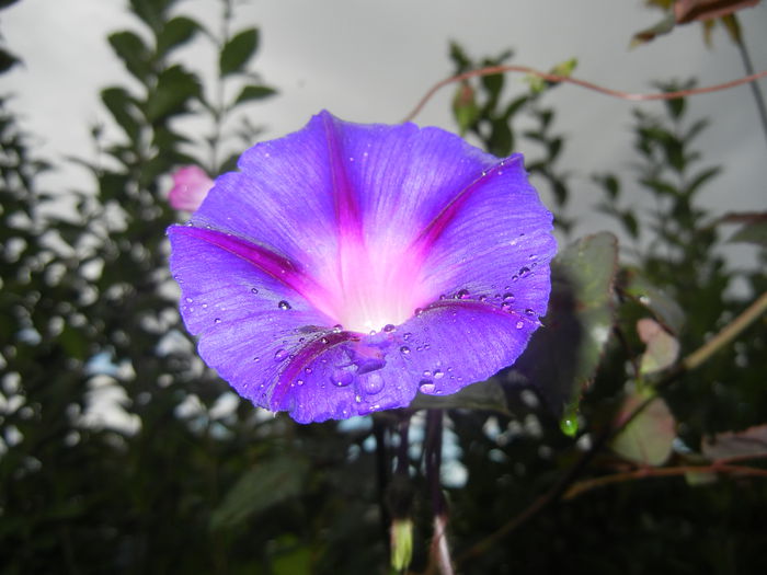 Morning Glory_Ipomoea (2014, Oct.18)