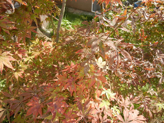 Acer palmatum Bloodgood (2014, Oct.19) - Acer palmatum Bloodgood