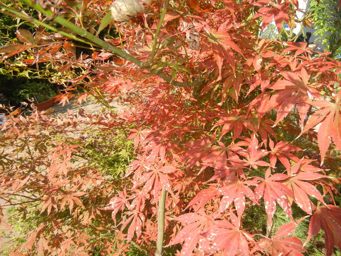 Acer palmatum Bloodgood (2014, Oct.19) - Acer palmatum Bloodgood