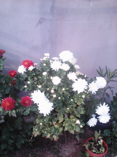 IMG_20141021_154628 - aaa-   tufanele si crizanteme