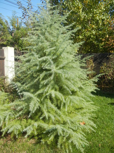 Cedrus deodara (2014, October 19)