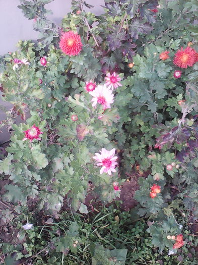 IMG_20141021_154505 - aaa-   tufanele si crizanteme