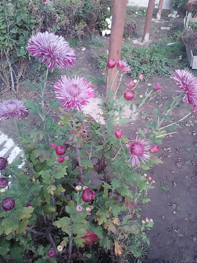 IMG_20141021_154347 - aaa-   tufanele si crizanteme