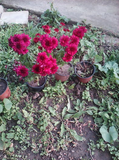 IMG_20141021_154456 - aaa-   tufanele si crizanteme