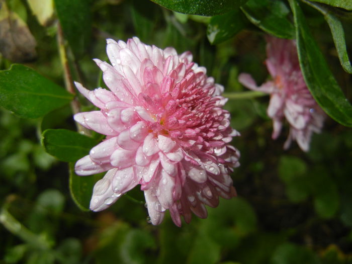 Pink Chrysanthemum (2014, Oct.18)