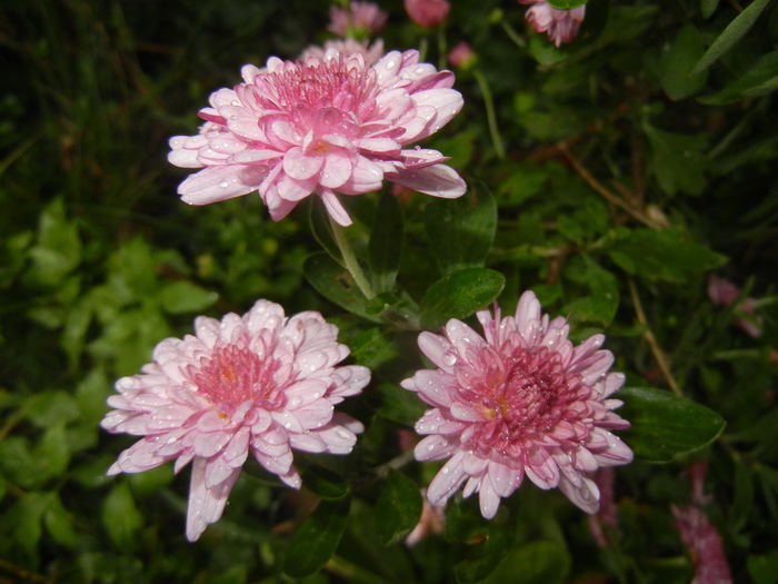 Pink Chrysanthemum (2014, Oct.18) - Pink Chrysanthemum