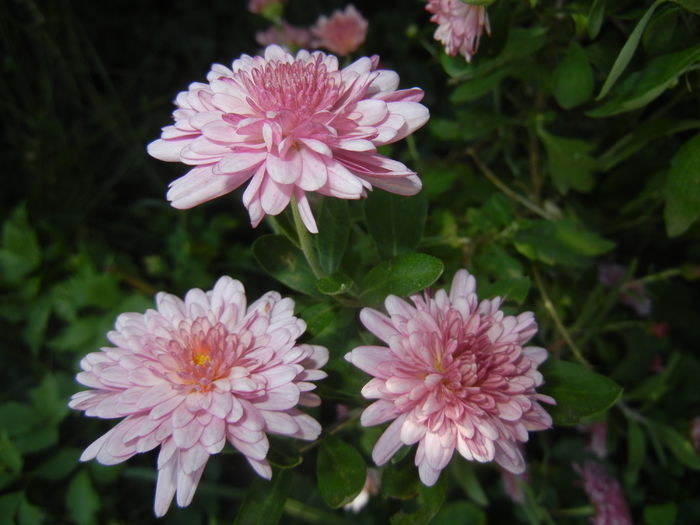 Pink Chrysanthemum (2014, Oct.19)