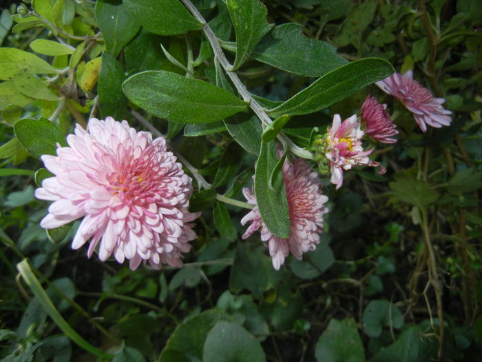 Pink Chrysanthemum (2014, Oct.19)