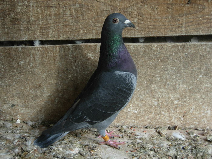 MASCUL DONCIU COSTEL