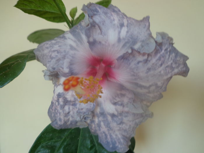 040 - HIBISCUS WHITE DIAMONDS