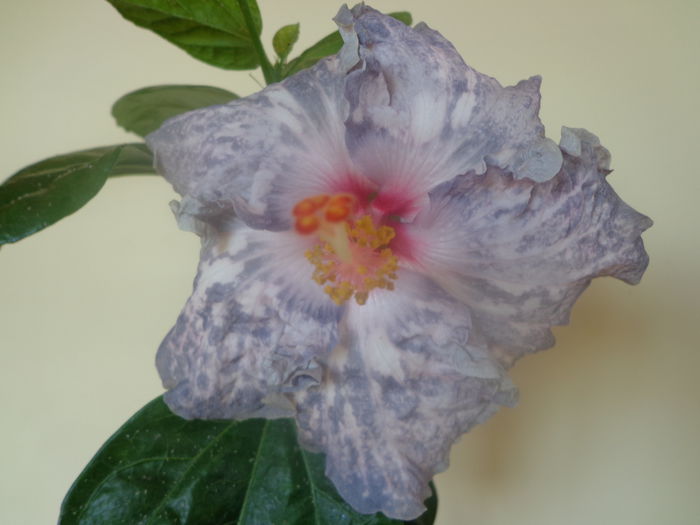 049 - HIBISCUS WHITE DIAMONDS