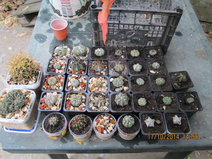 IMG_1898 - cactusi