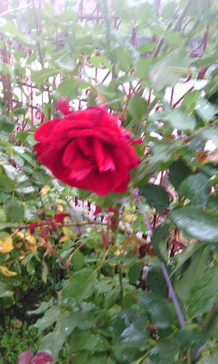 IMG_20141021_173730 - Trandafiri in gradina mea